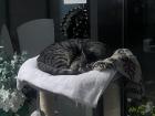 This is our campus cat named Queenie! She loves to sleep in our resident's center