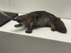 This platypus was at the Australian Museum