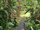 This is the False Bird of Paradise plant