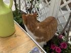 This is the cat that joined me for breakfast!