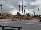 We saw these camels walking along the road in Marrakech!