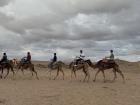 The camels always traveled in groups that were in a straight line