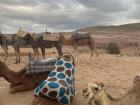 I loved watching how the camels relaxed after each trip!