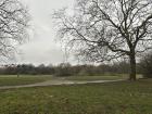 Out walking on Hampstead Heath, a large park in London, where I got to see so many people out walking their dogs--I miss my dog at home in Vermont! 