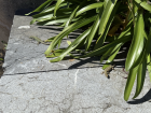 Two wall lizards spotted together!