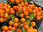 Oranges are freshly picked from trees around the city. Locals cherish them. 