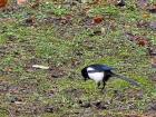 This is the bird I see the most often, the Eurasian magpie
