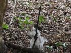 This is one of the goofy squirrels I saw in Botanic Gardens