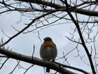 One of the birds I see very often is the European Robin
