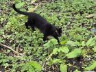 This is the black cat I spotted near my gym--I wanted to pet him, but he walked away 