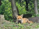 This is the gorgeous fox I saw in Highgate Cemetary in London