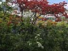 I'm going to miss Botanic Gardens the most of all