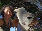 This is a cow I was able to ride!
