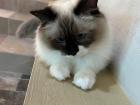 A kitty at a cat café