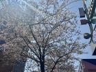 Cherry blossoms in Sinchon