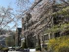 Springtime at Yonsei University