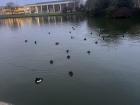 The Ducks swimming around the Lake
