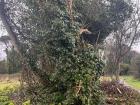 Rhododendron completely taking over a Native Tree