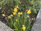Spring Flowers popping up around Campus