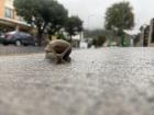 A cute little snail friend found on the sidewalk after a rainy day