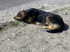 One of the many, many dogs that you will see in Ecuador... be careful, though!
