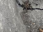 A large spider resting in front of my back door... eek!