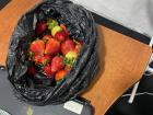 These strawberries, the biggest I've ever seen, were a gift from my co-worker!