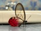 The beautiful glasswing butterfly that my host cousin found