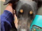 petting a street dog