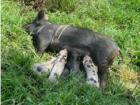 baby pigs with their mom 