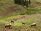farm animals grazing for food