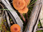 mushrooms growing under tree