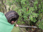 cutting down our Christmas tree