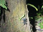 A huge tarantula