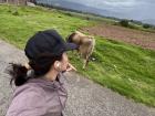 Passing cows on my run