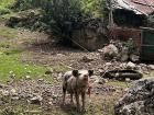 My friend and I saw this little pig on the walk to the cave of Huagapo