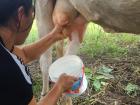 Host mom milks a cow in her chacra
