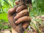 Hand holds a chick in a banana forest