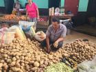 Man sorts through a giant pile of potatoes - a common sight in Peru