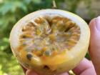 One of the chinola (passion fruit) from the tree in my backyard!
