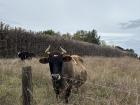 These cows (which are everywhere in Aotearoa!) were very interested in us biking past