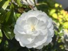 A lovely flower I saw while walking home; do you think it is native or introduced by European settlers?
