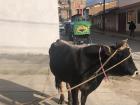 Un toro que llevará a la Mama Meche
