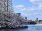 Here are the cherry blossoms alongside the moat of Osaka Castle