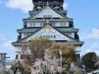 Here you can see some of the sakuras beneath Osaka Castle