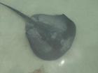 A sting ray just inches away from my feet!