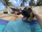 This is one of the stray dogs that follows me around at my favorite beach. I named him Felix!