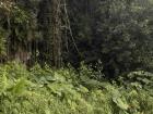 This is what a tapir's natural habitat looks like! 