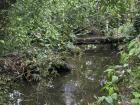 Can you spot the animal? Hint -- he is camouflaged in the water