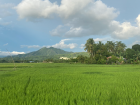 In the Philippines, it is very common to see rice fields when out for a walk, since rice is the most important part of every meal, here